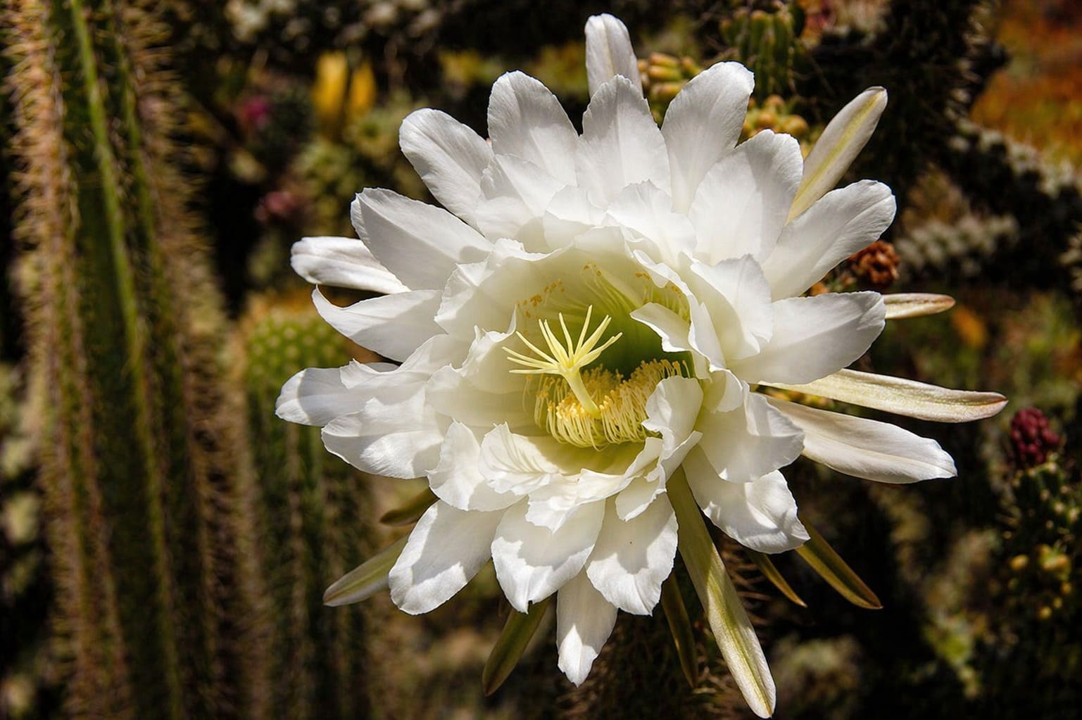 Night-blooming Cereus
