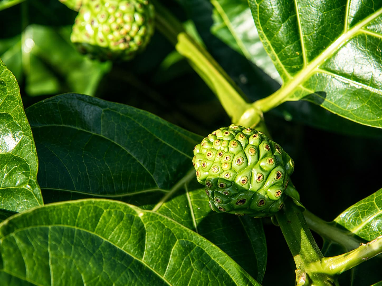 Noni Tree