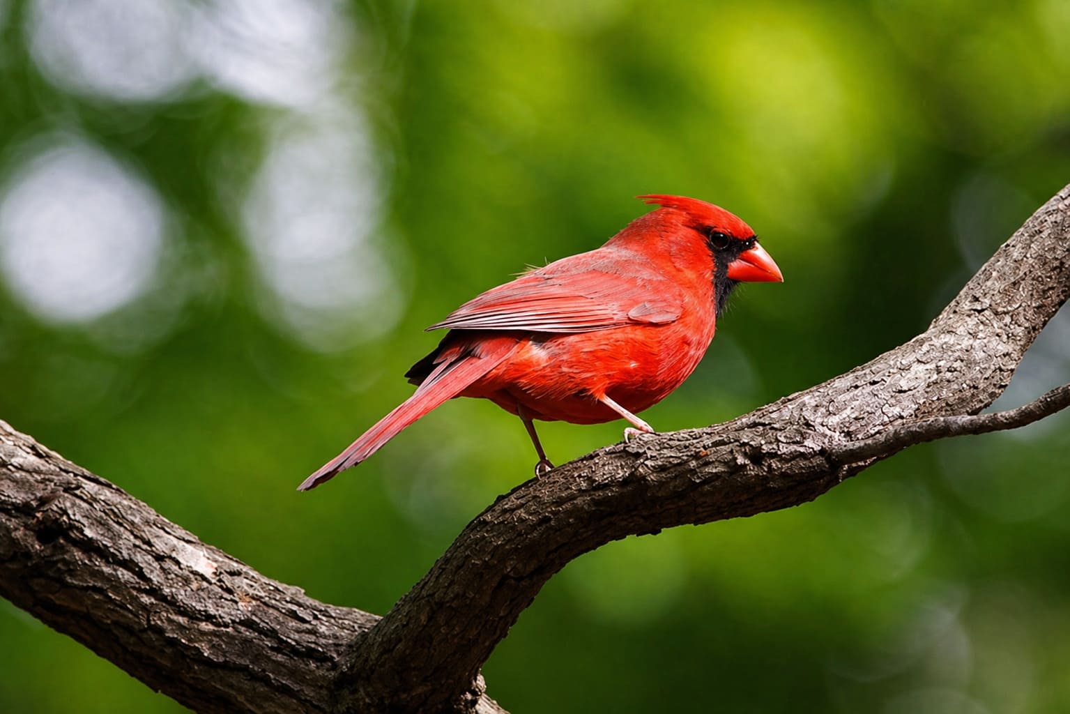Northern Cardinal