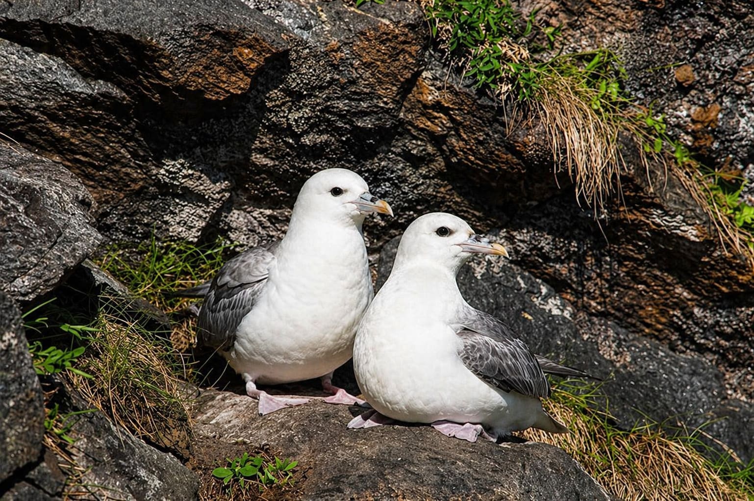 Hawaiian Birds