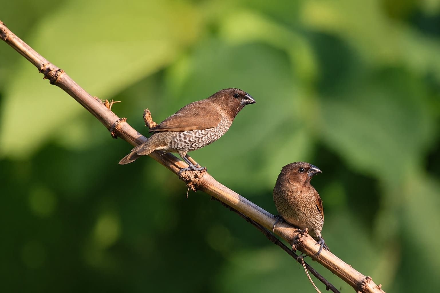 Nutmeg Mannikin