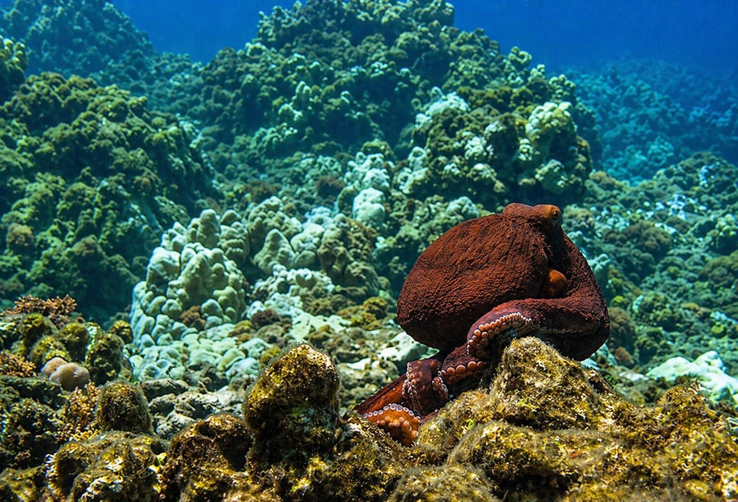 Octopuses