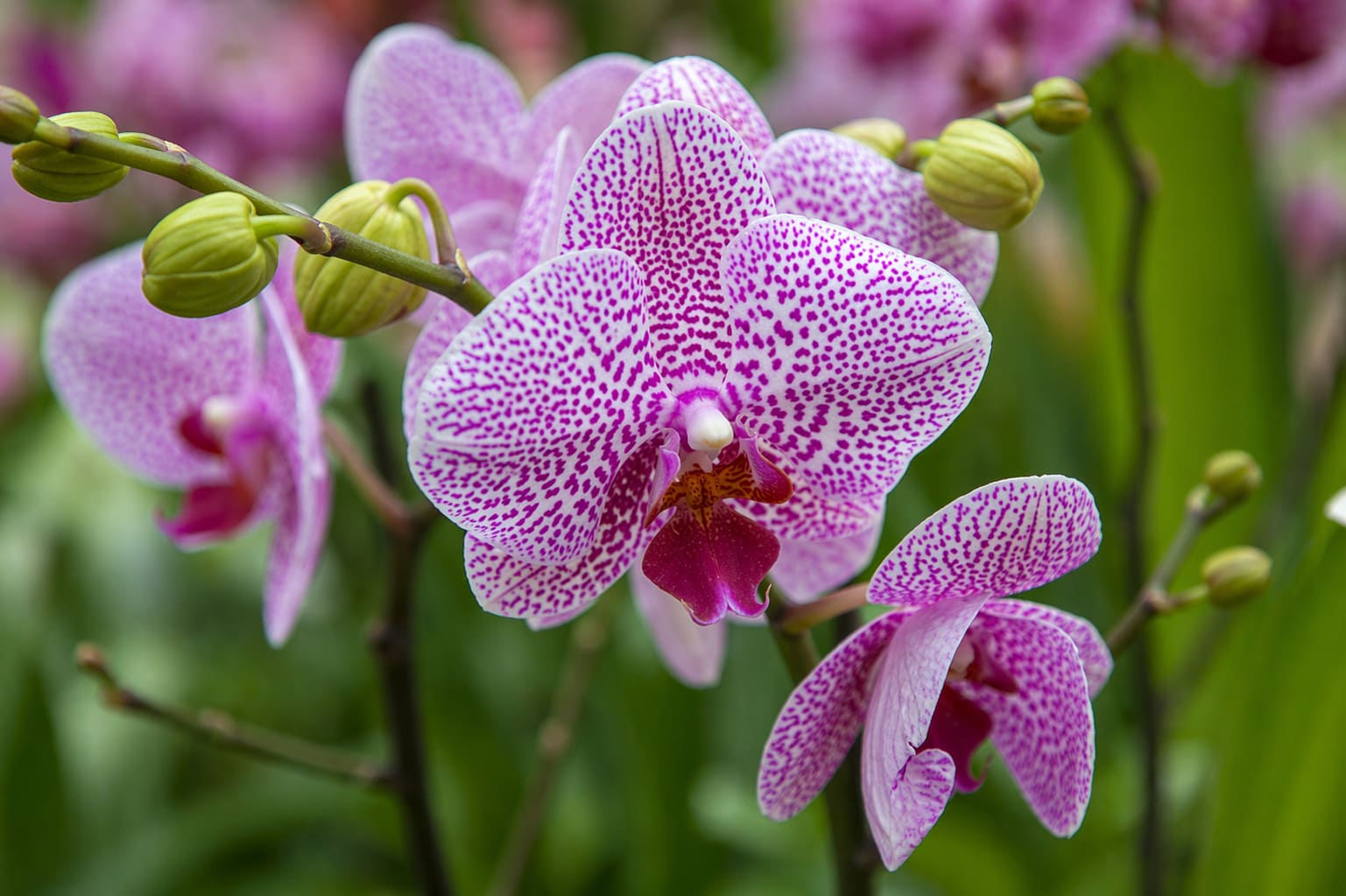Orchid