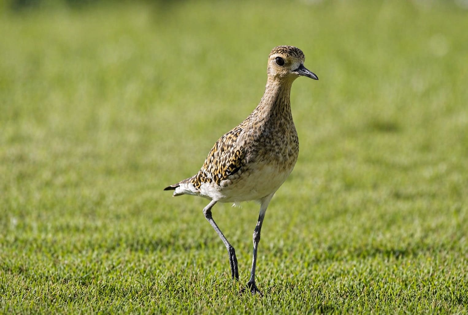 Pacific Golden Plover