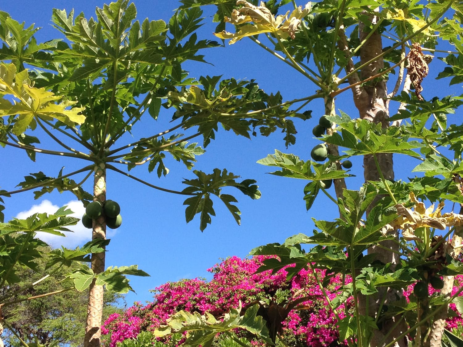 Papaya Tree