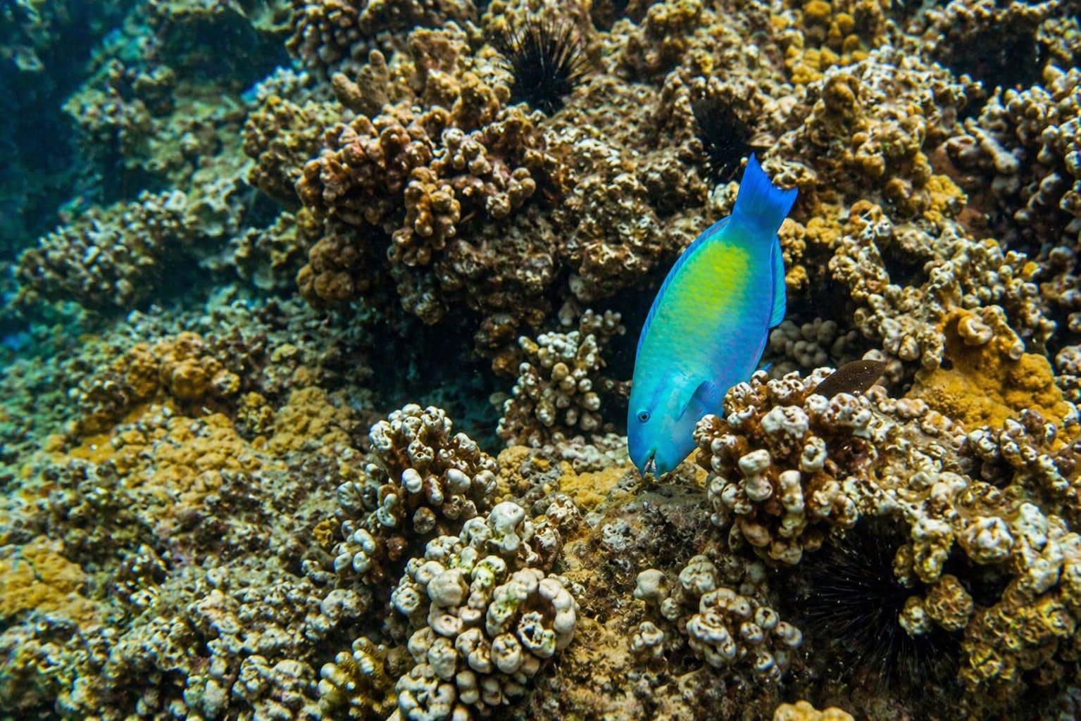Parrotfishes