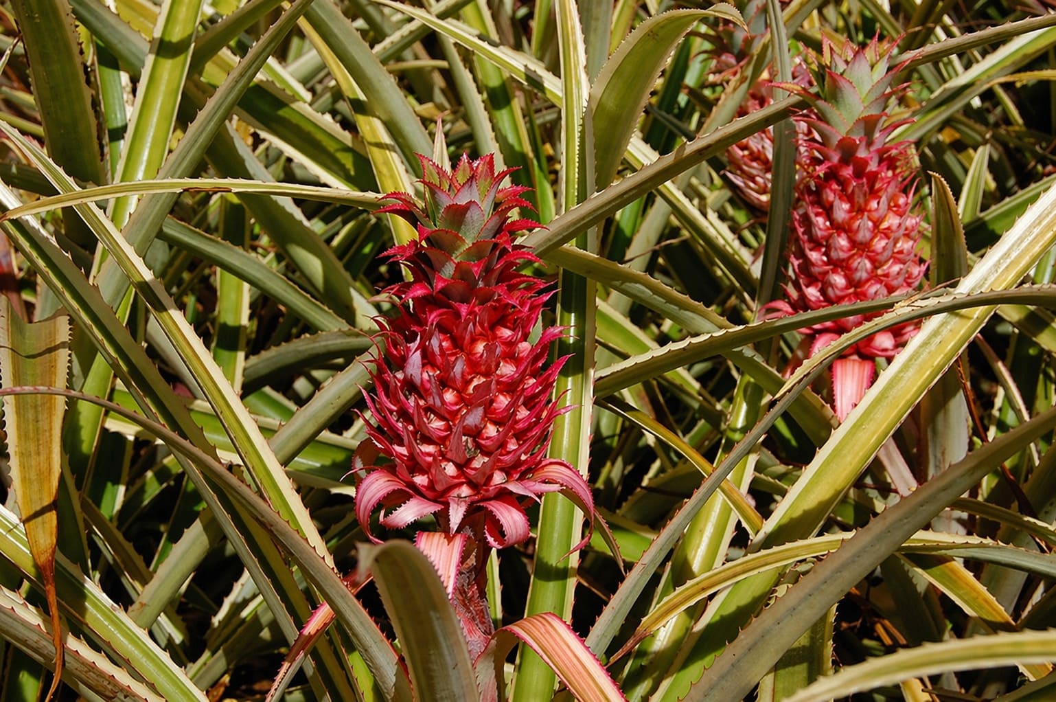 Pineapple