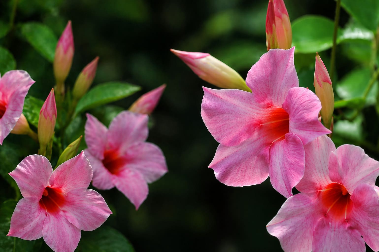 Pink Mandevilla