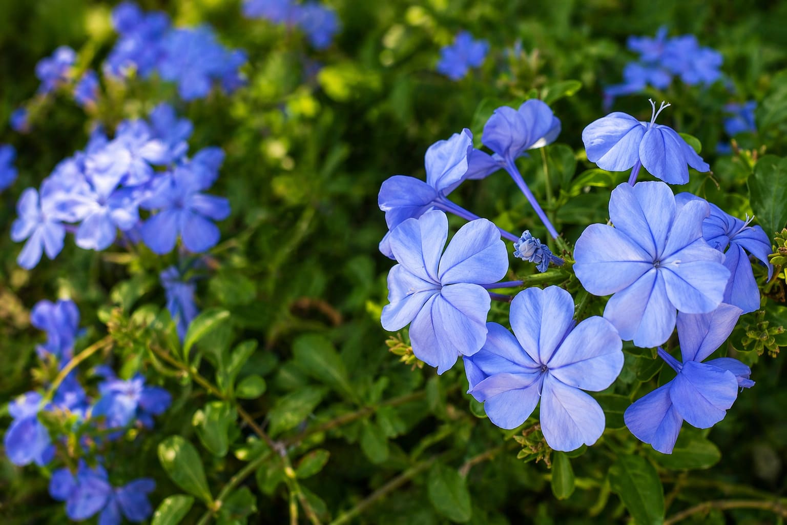Plumbago
