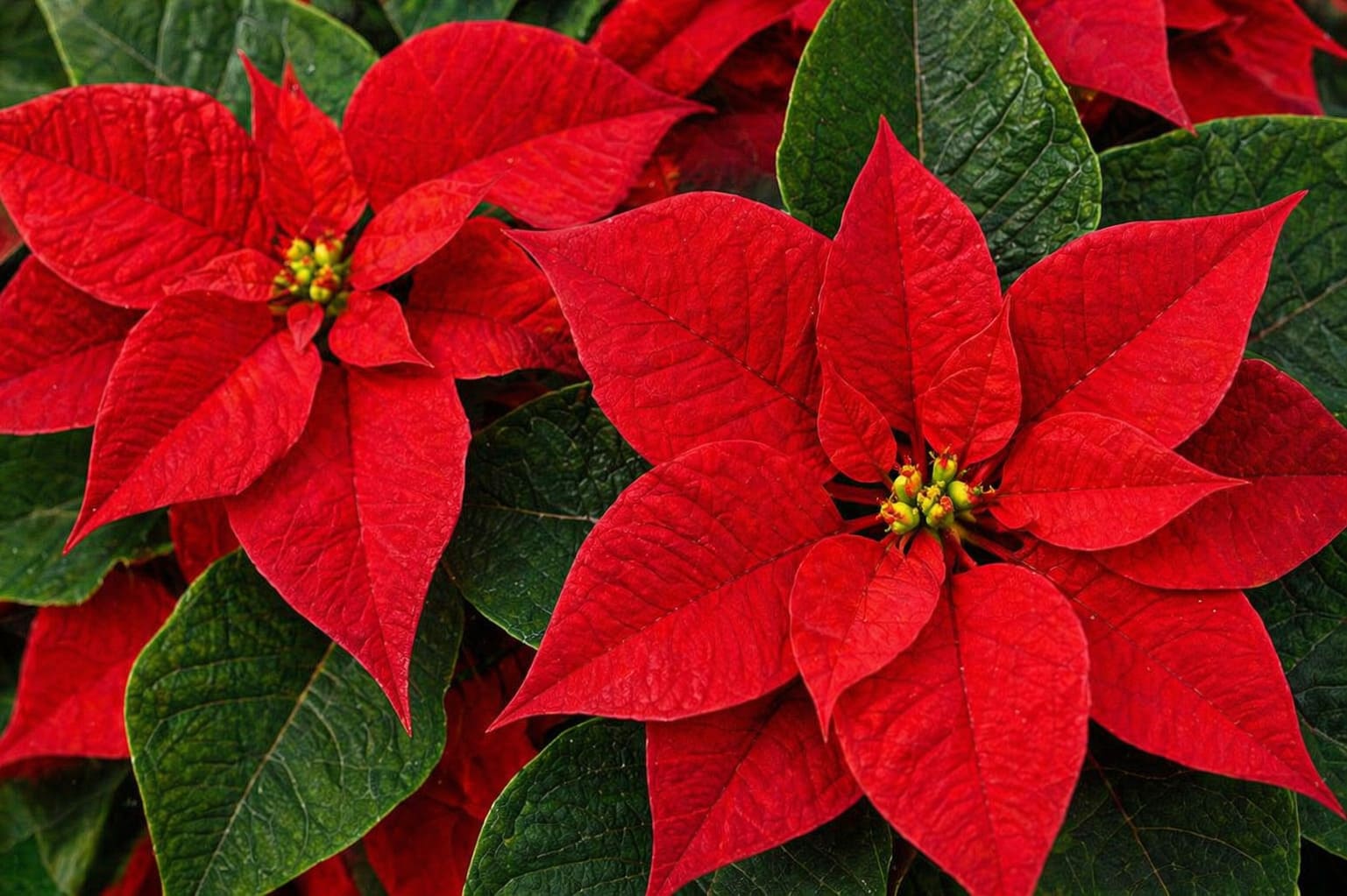 Poinsettia