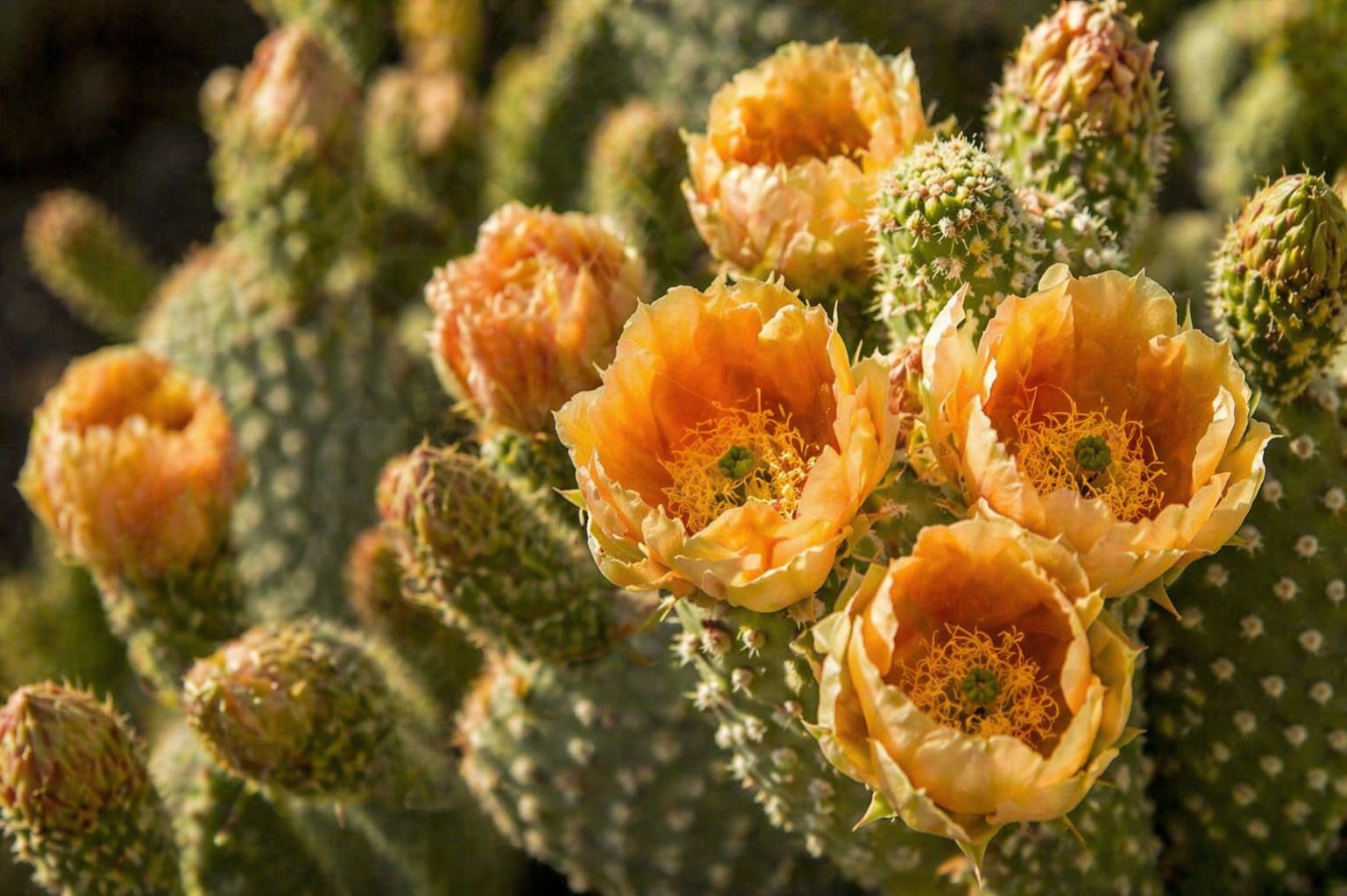 Prickly Pear