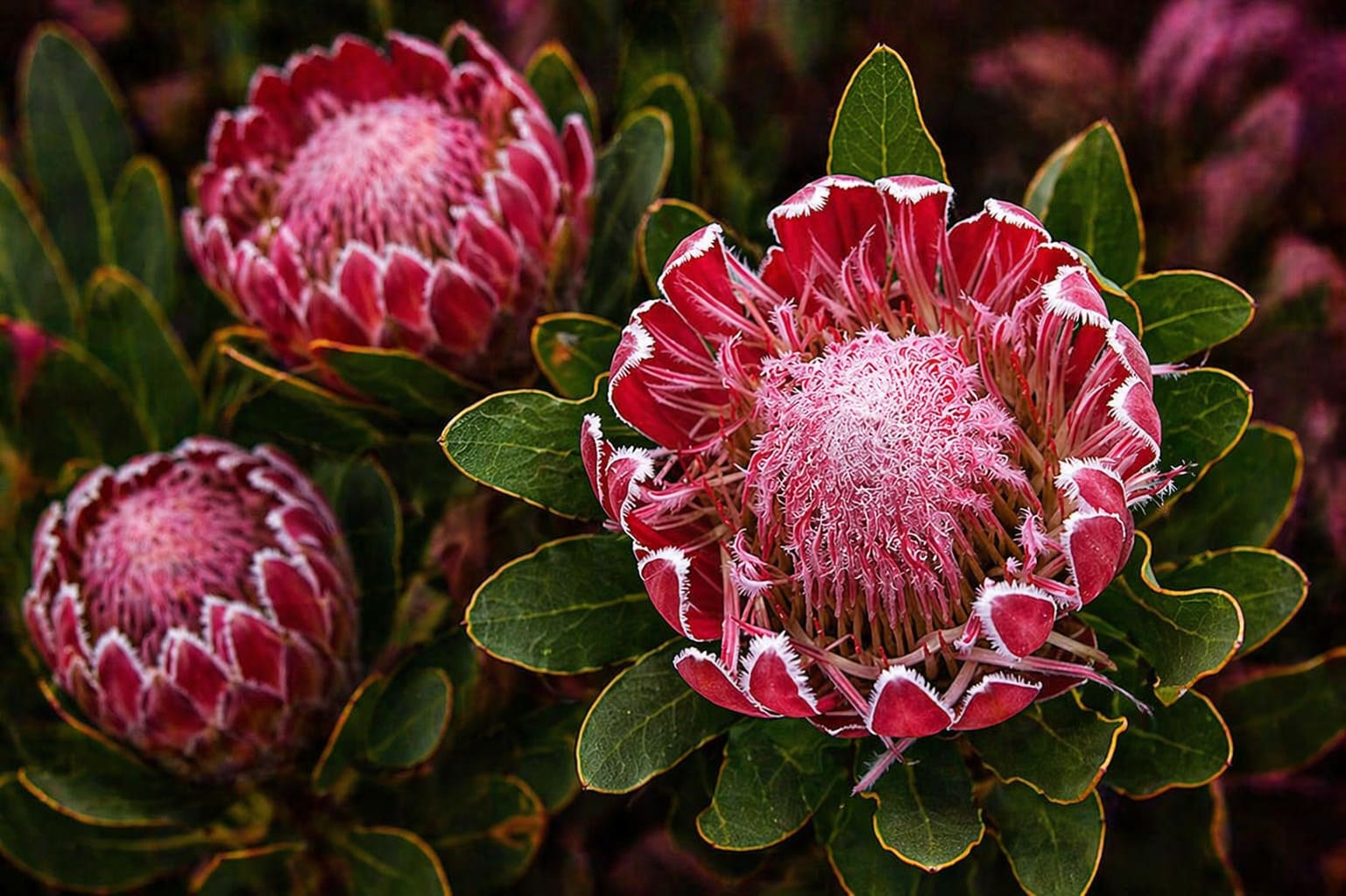 Protea