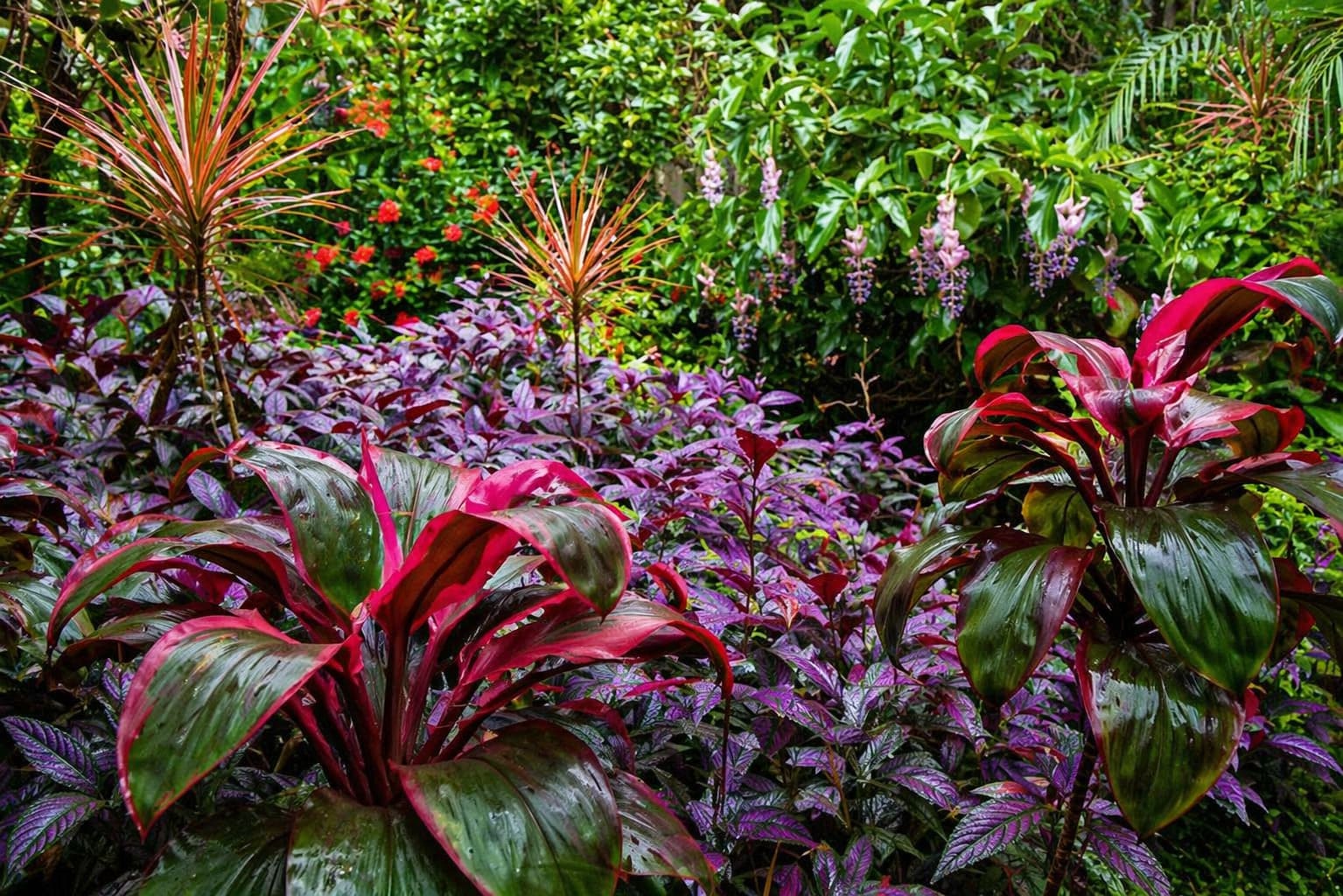 Persian Shield