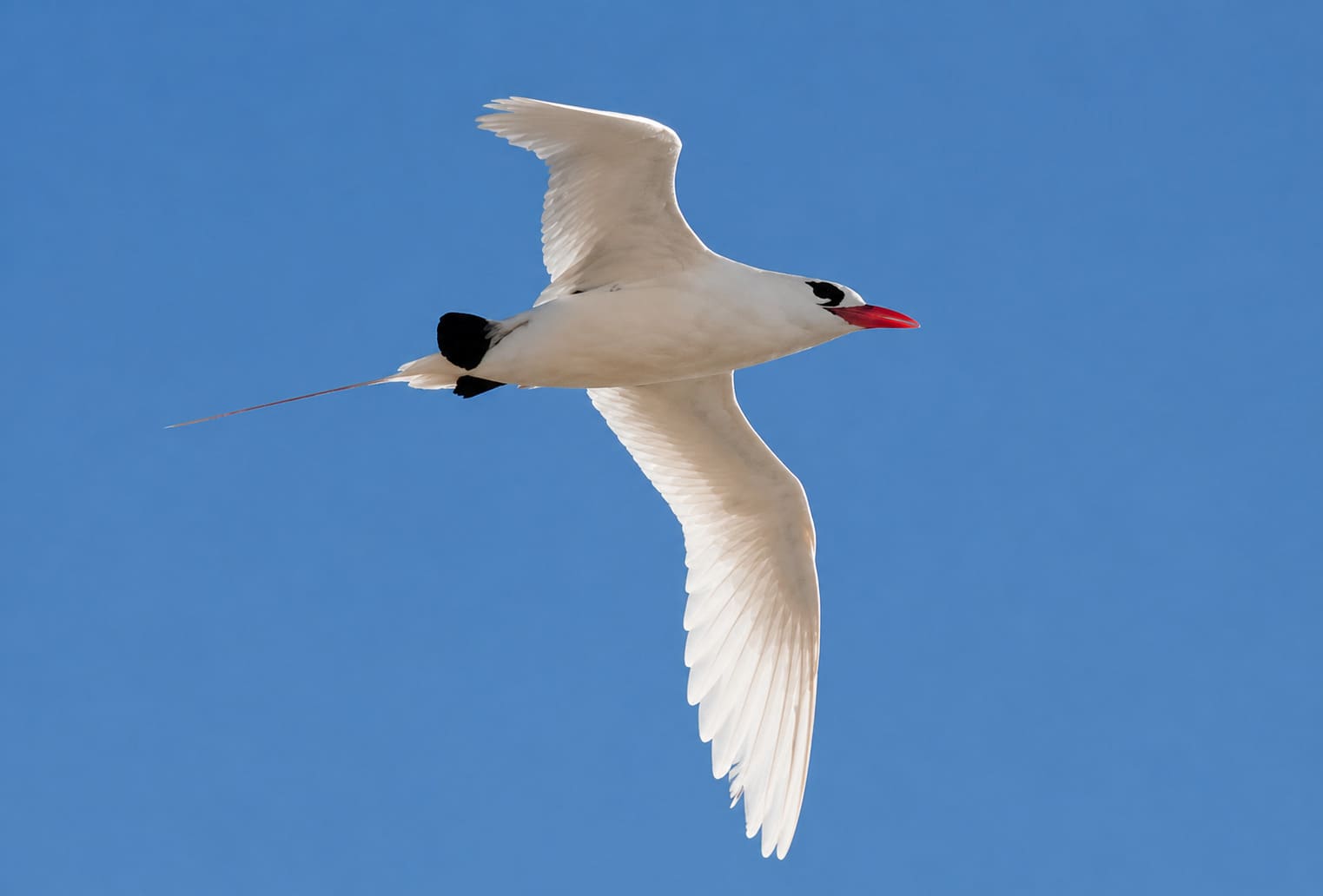 Red-Billed Tropicbird