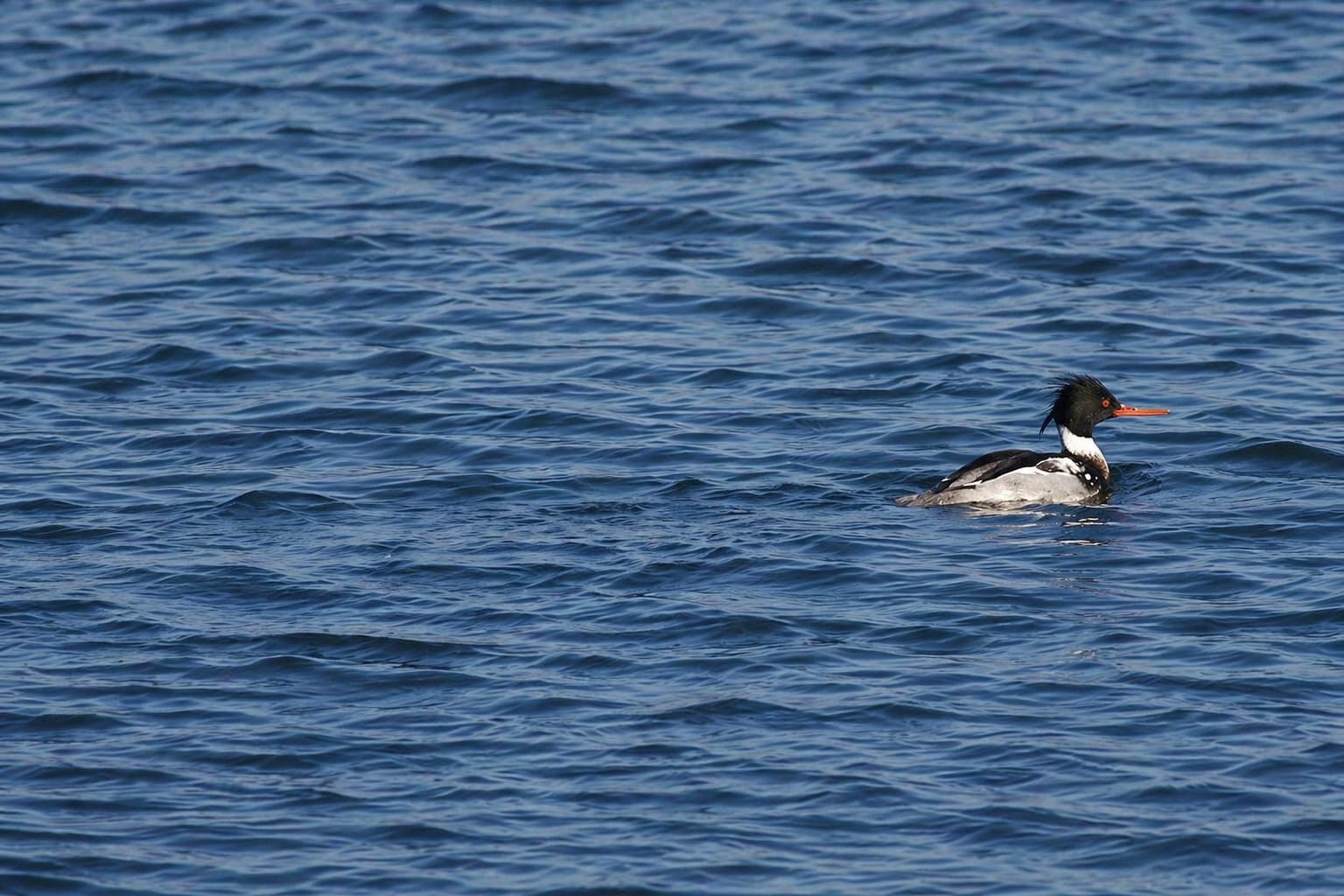 Red-Breasted Merganser