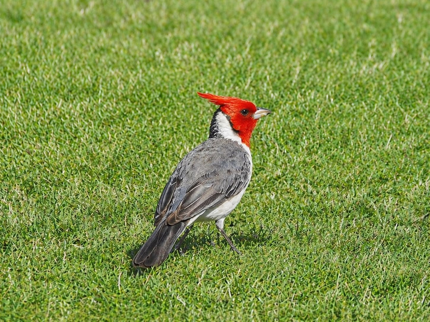 Red-Crested Cardinal