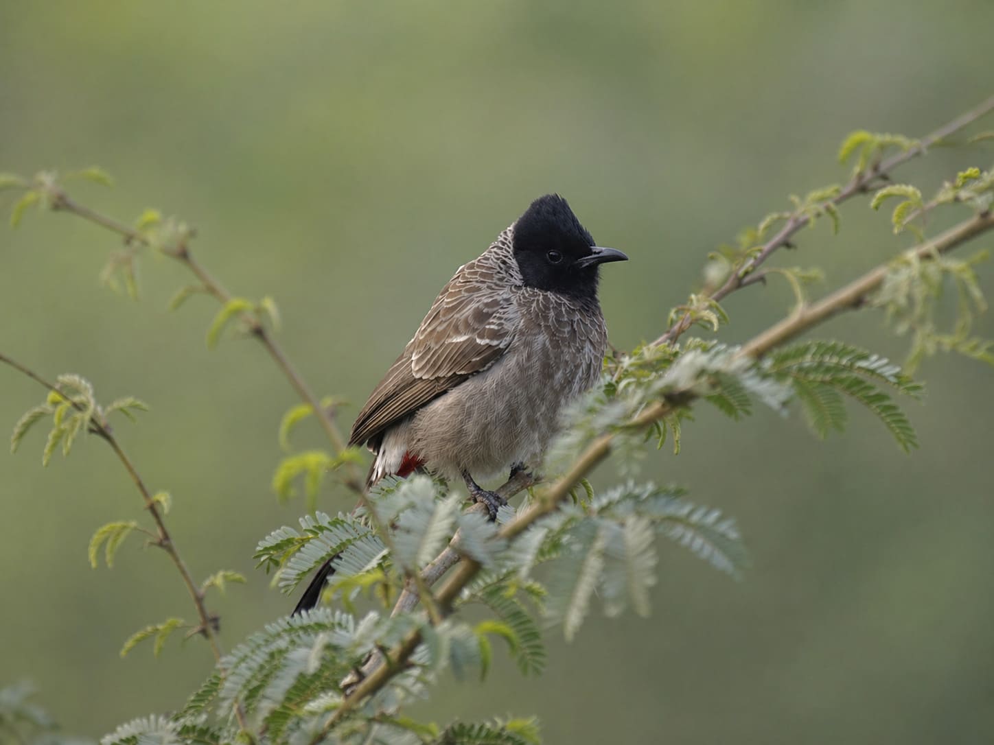 Red-Vented Bulbul