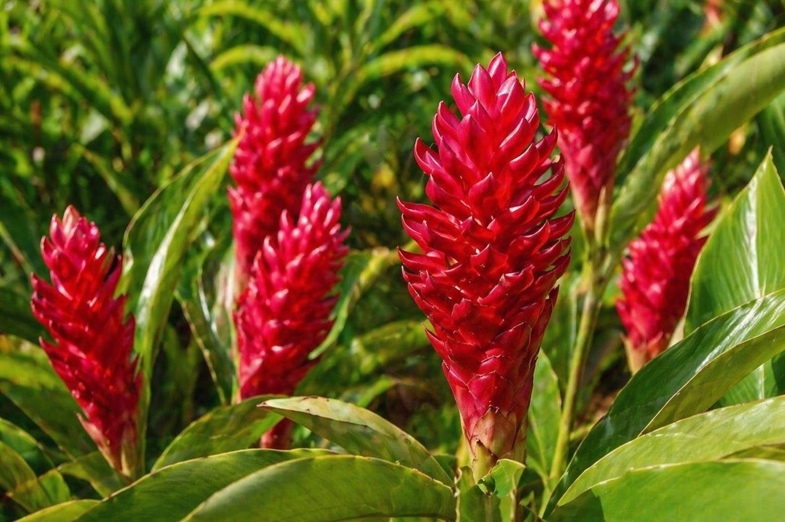 Red Ginger