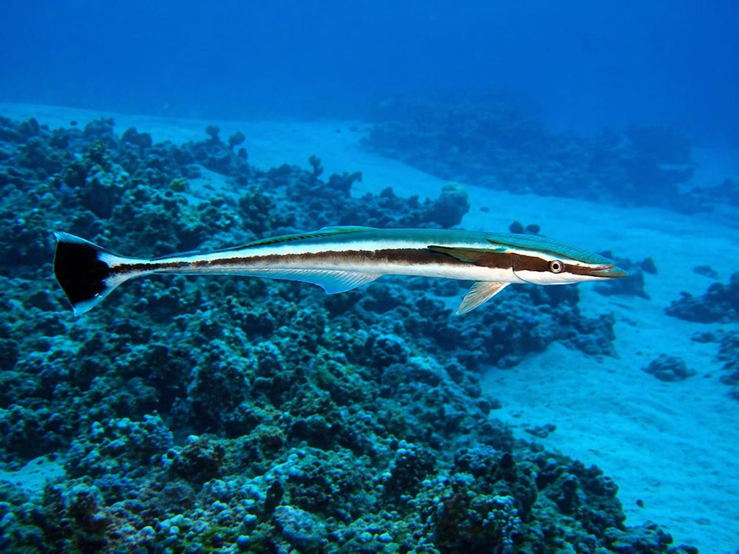 Remoras