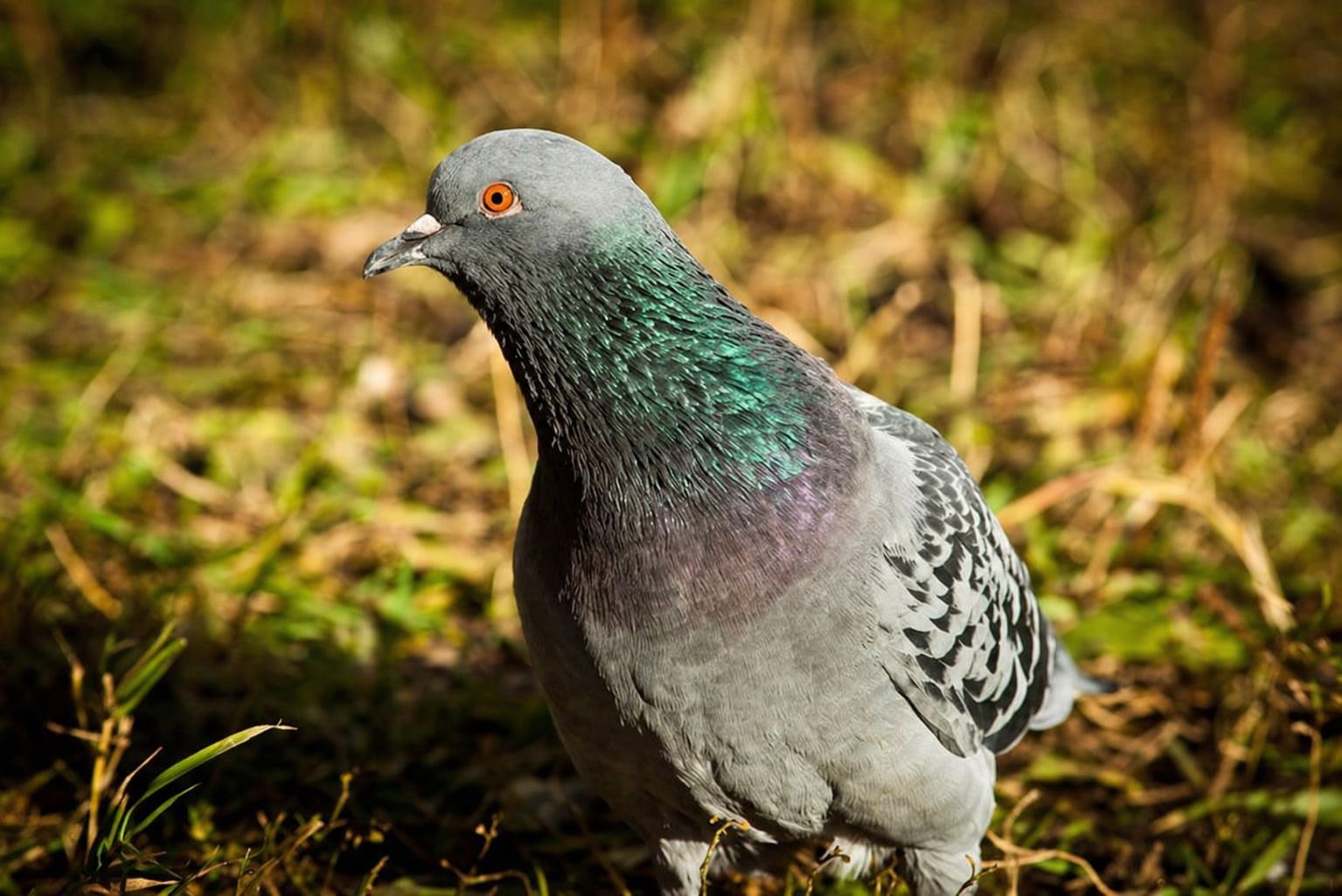 Rock Dove
