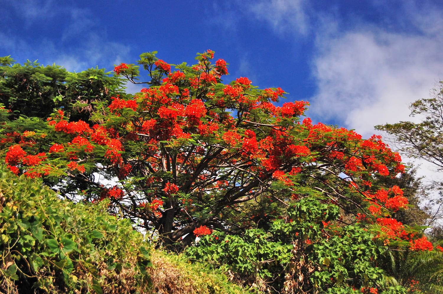 Royal Poinciana Tree
