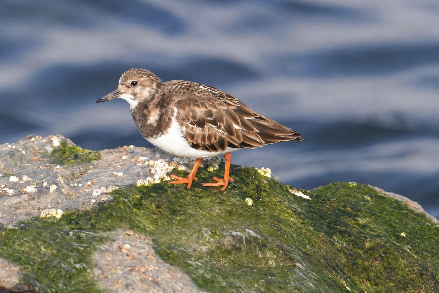 Ruddy Turnstone