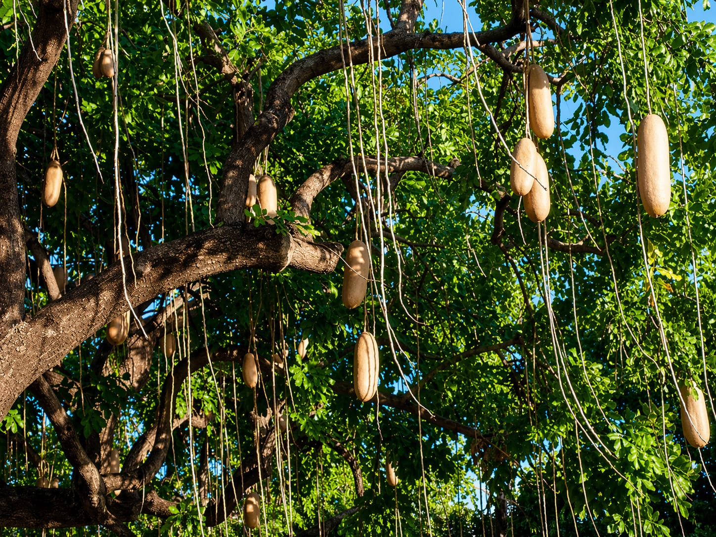 Sausage Tree