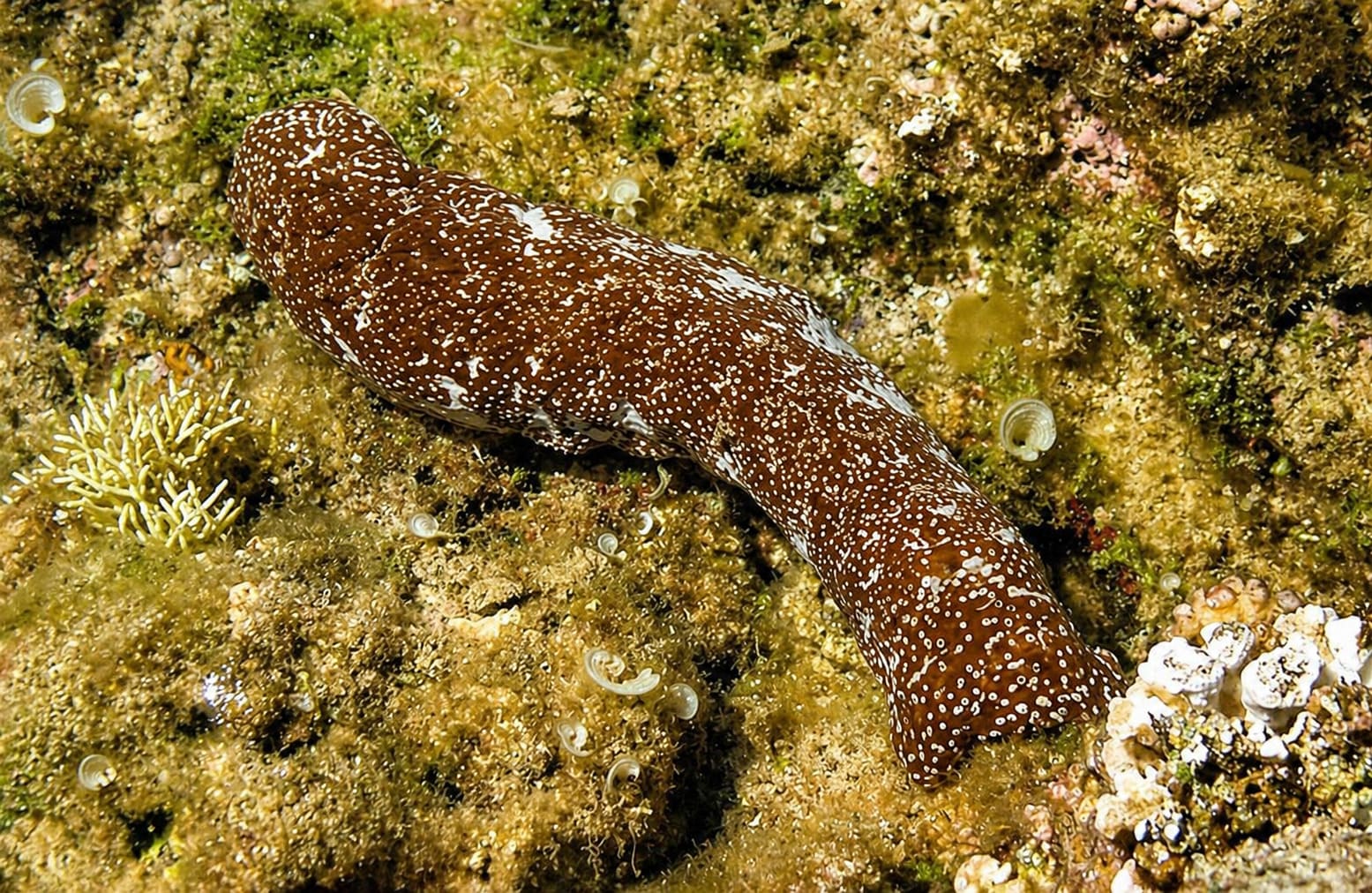 Sea Cucumbers