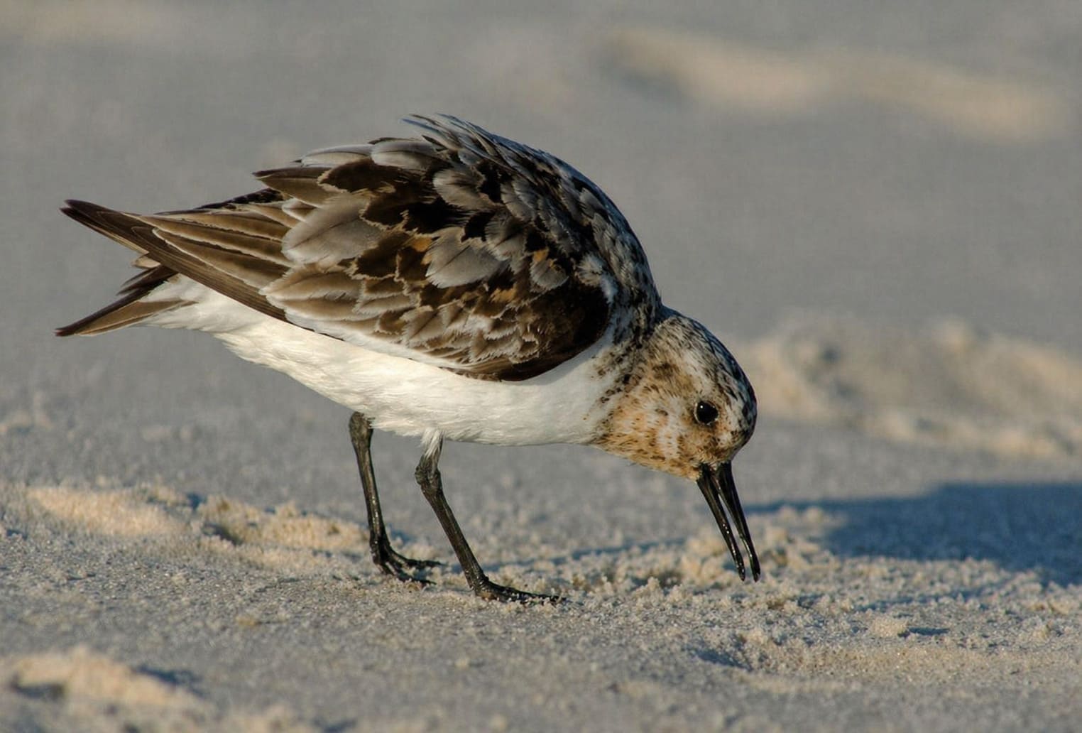 Semipalmated Sandpiper