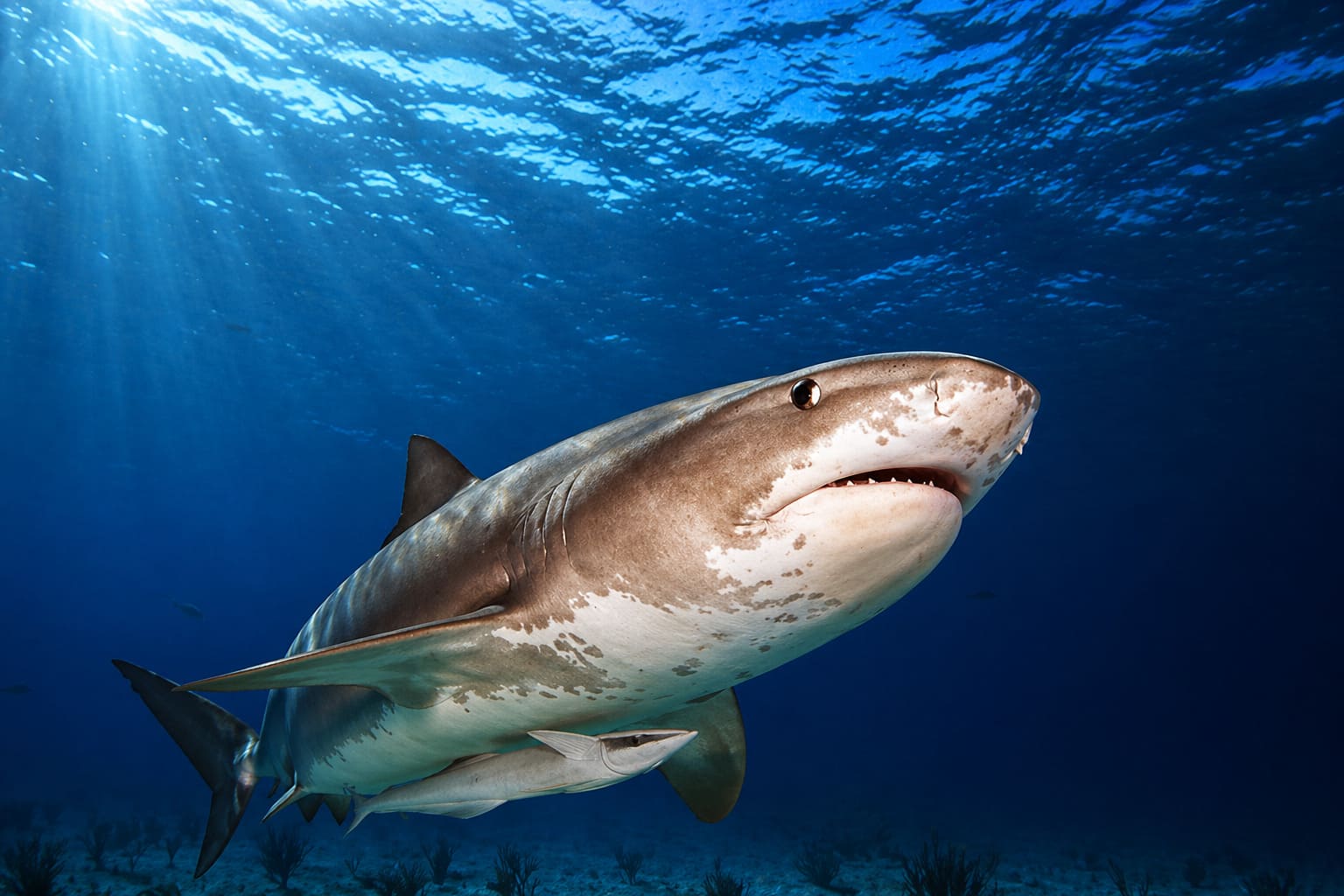 Sharks