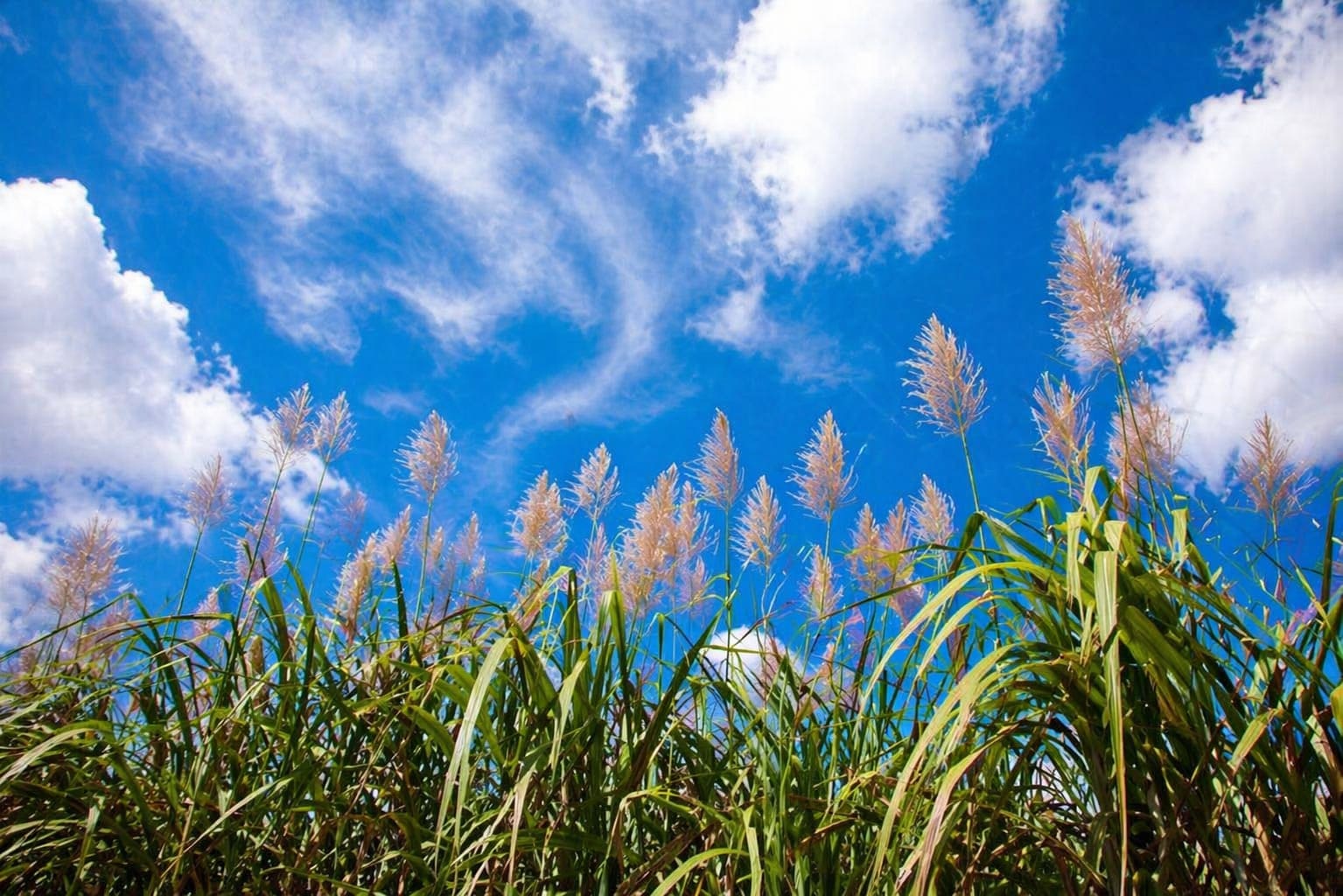 Sugarcane