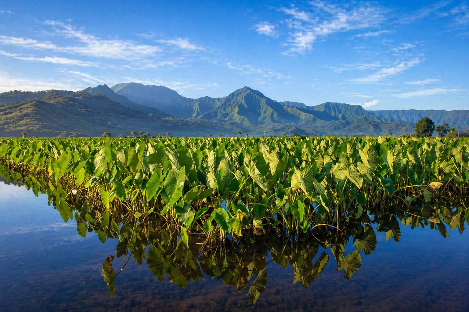 Taro