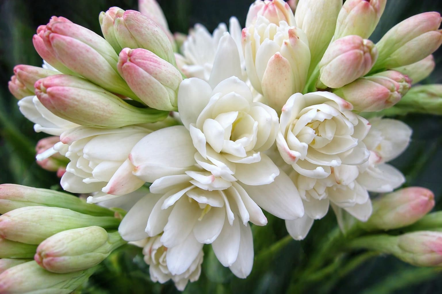 Tuberose