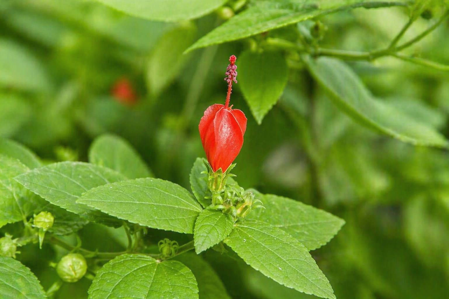 Turks Cap
