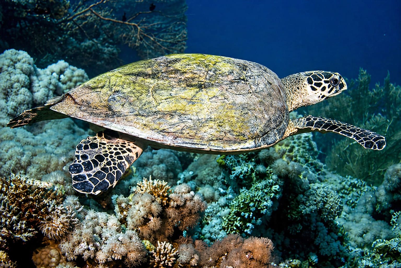 Turtles