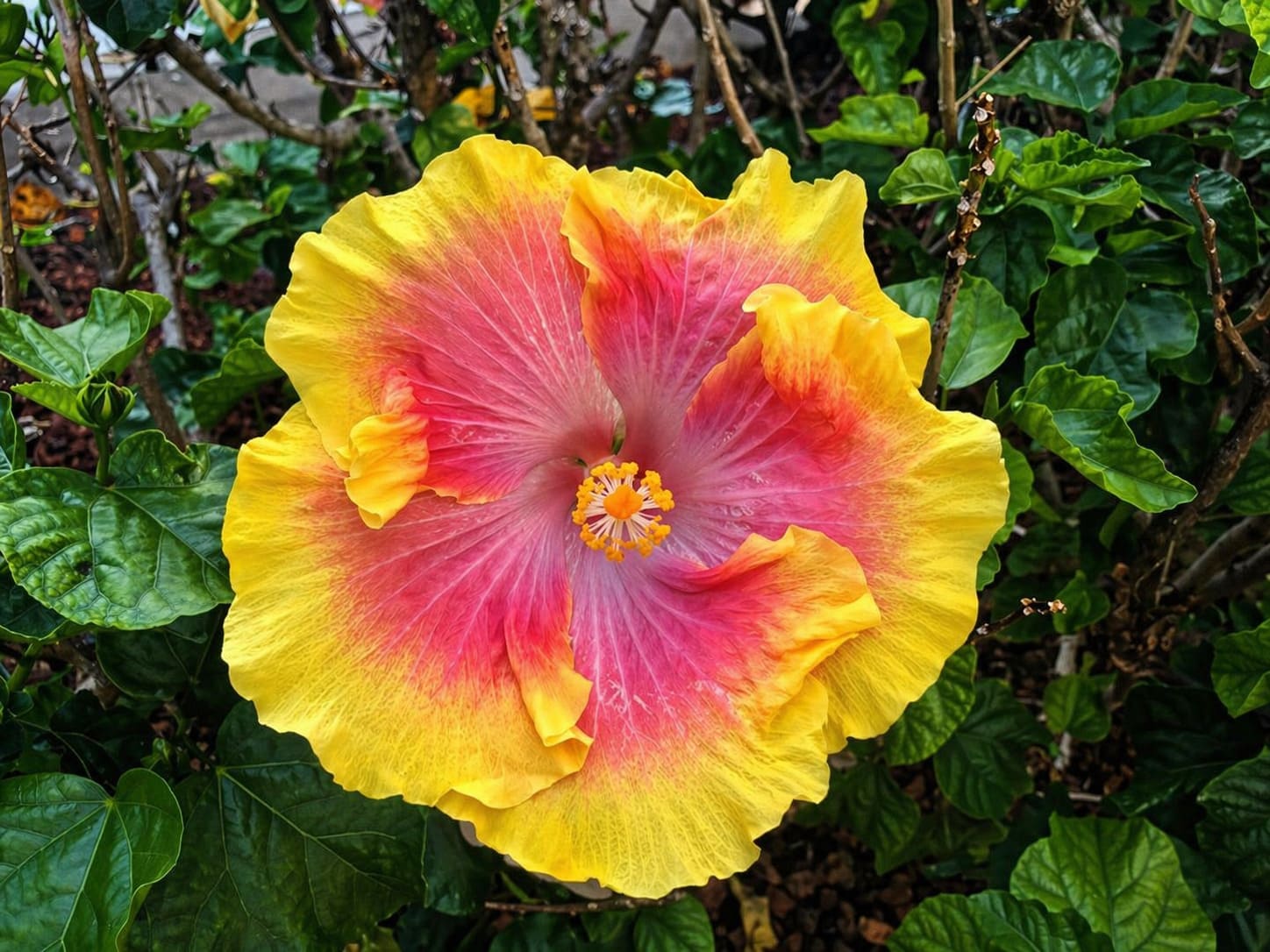 Hawaiian Flowers