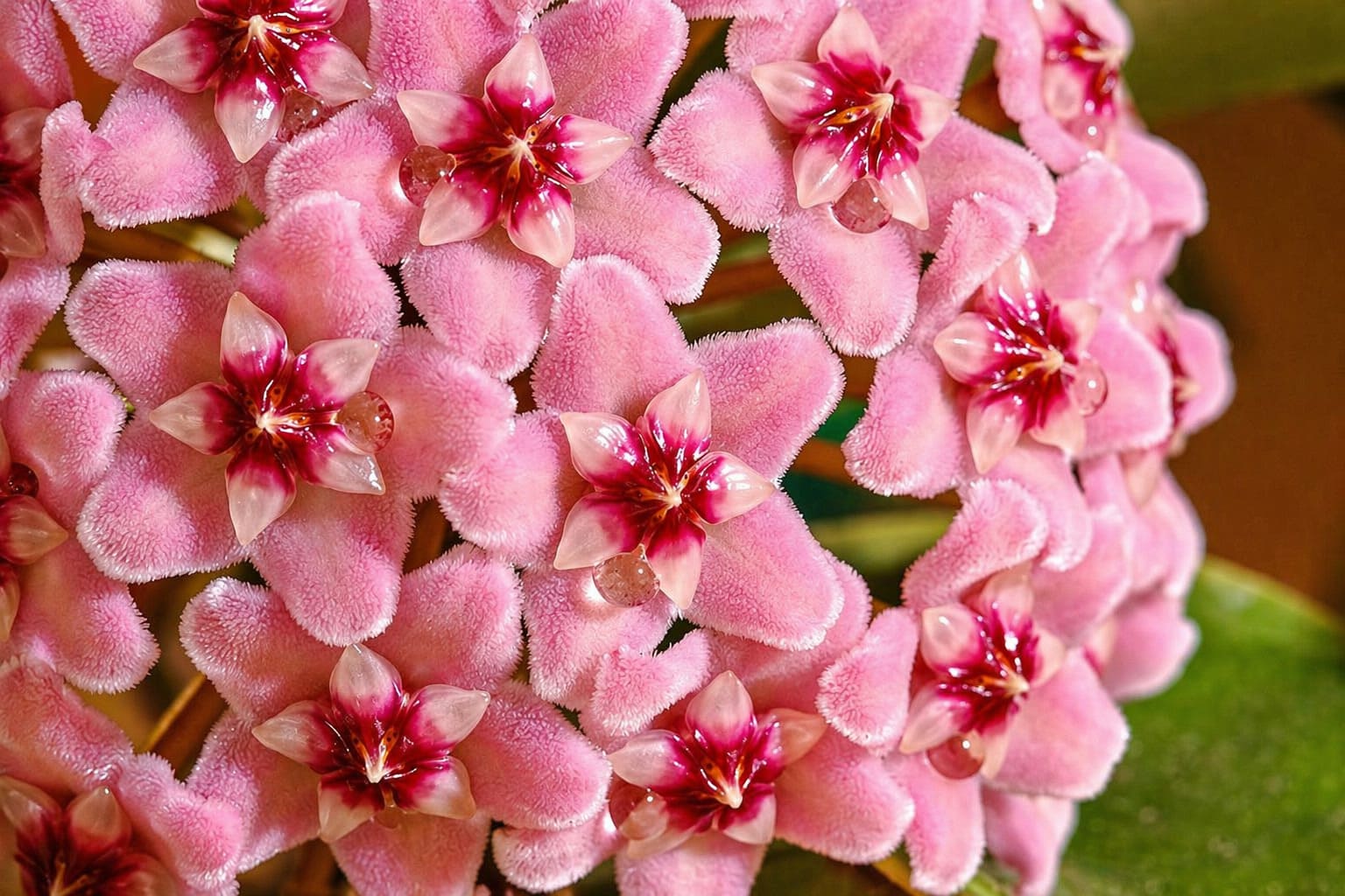 Wax Vine