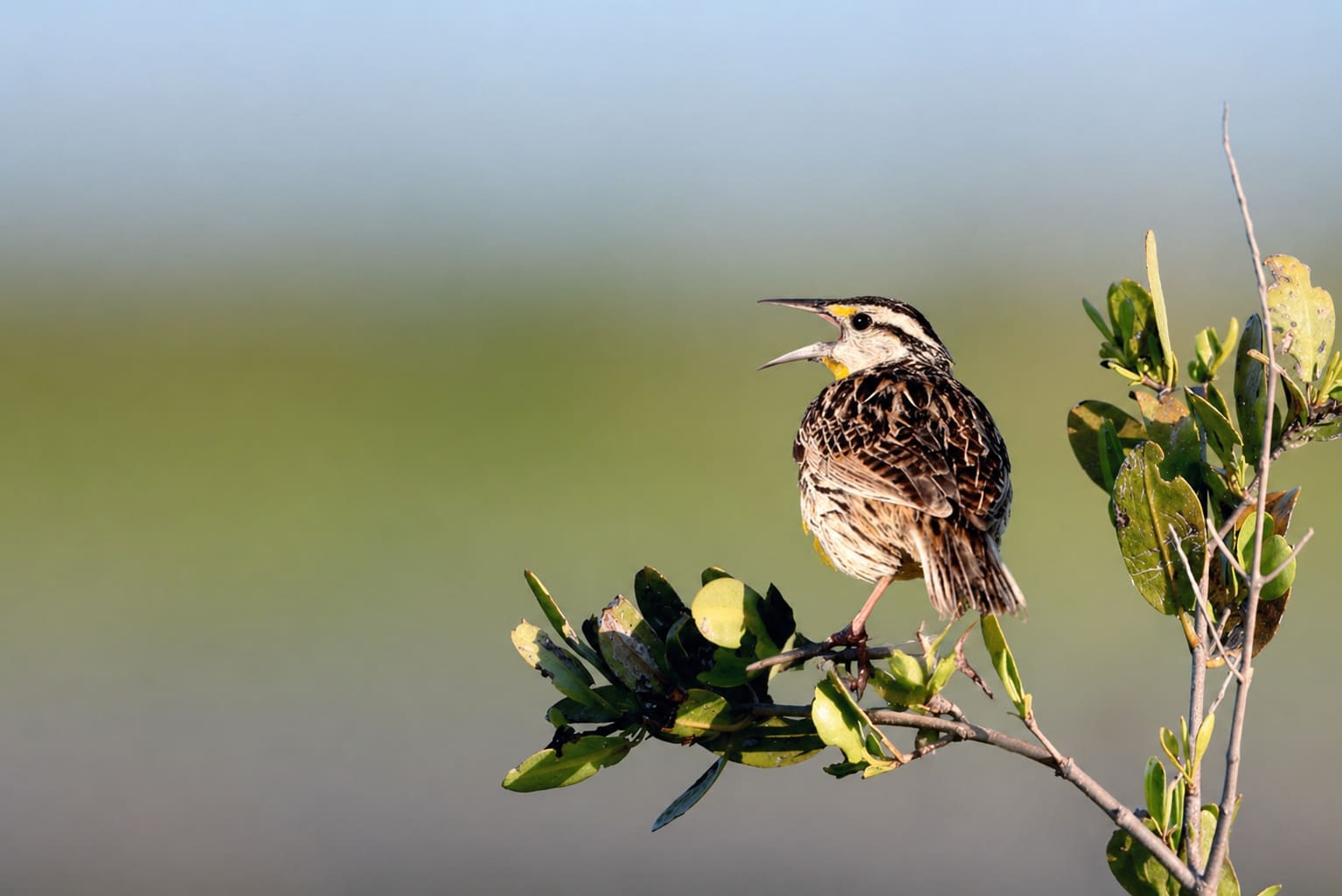 Western Meadowlark