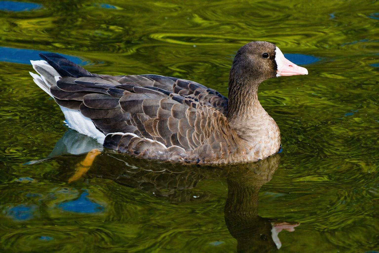 White-Fronted Goose