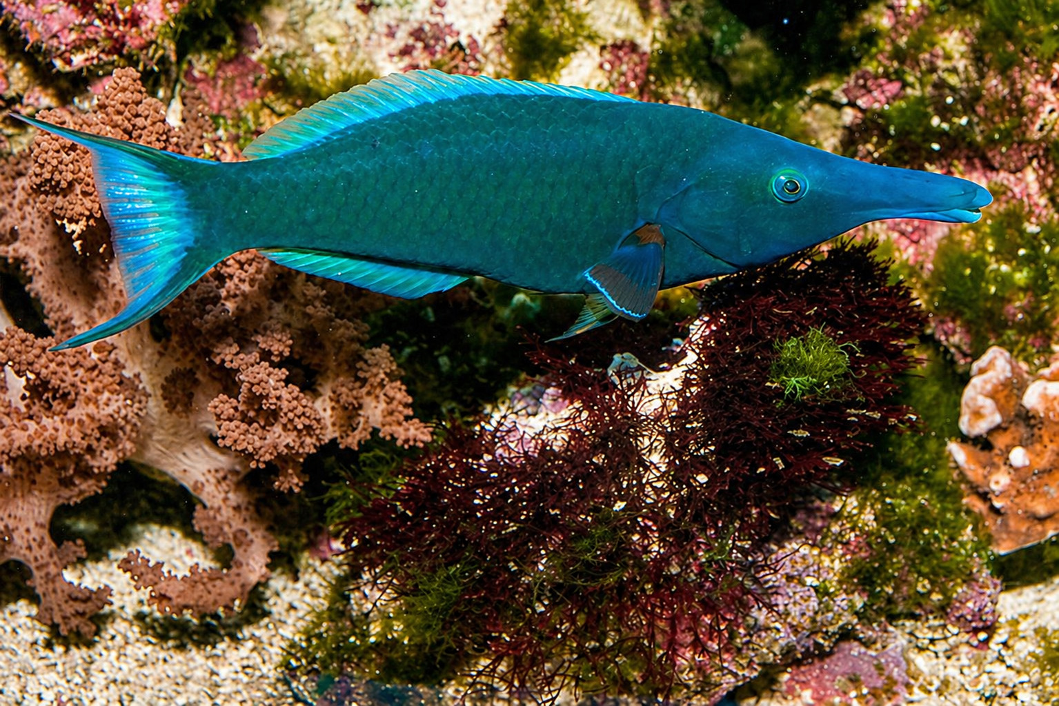 Wrasses