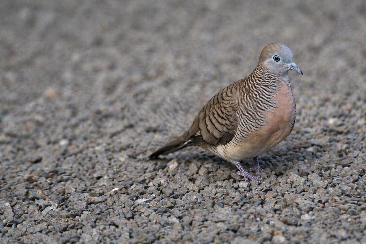 Zebra Dove
