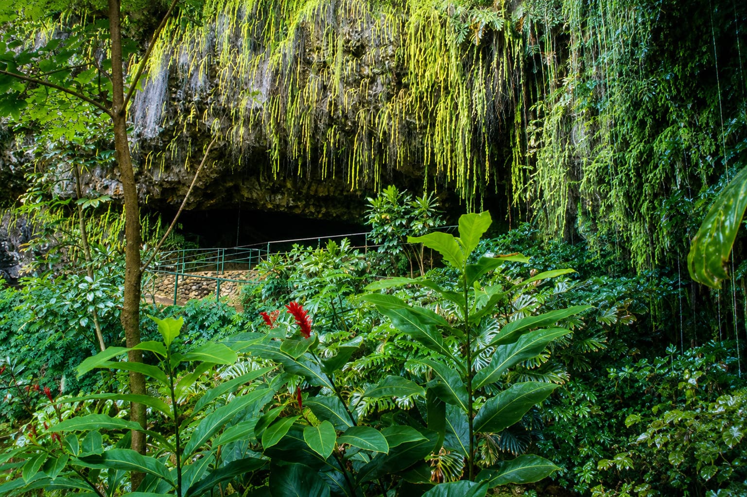 Fern Grotto