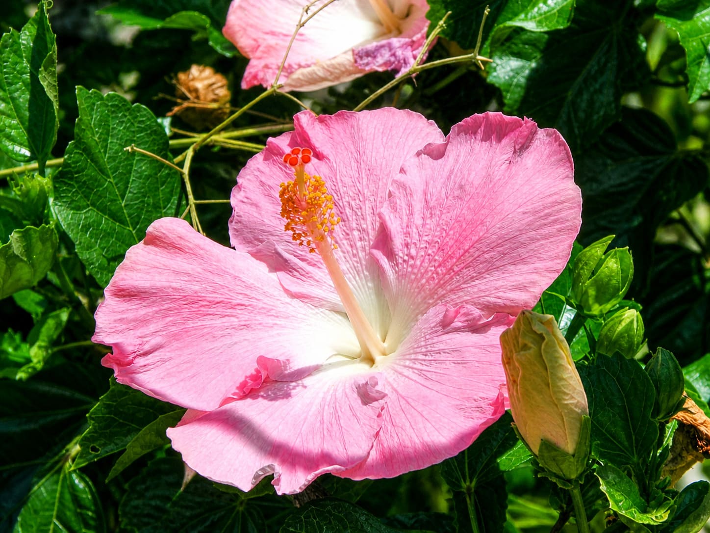 Foster Botanical Garden