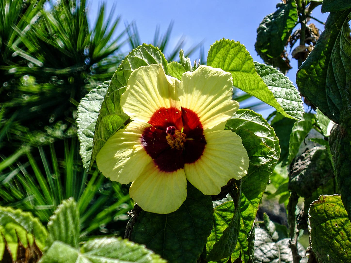 Halawa Xeriscape Garden