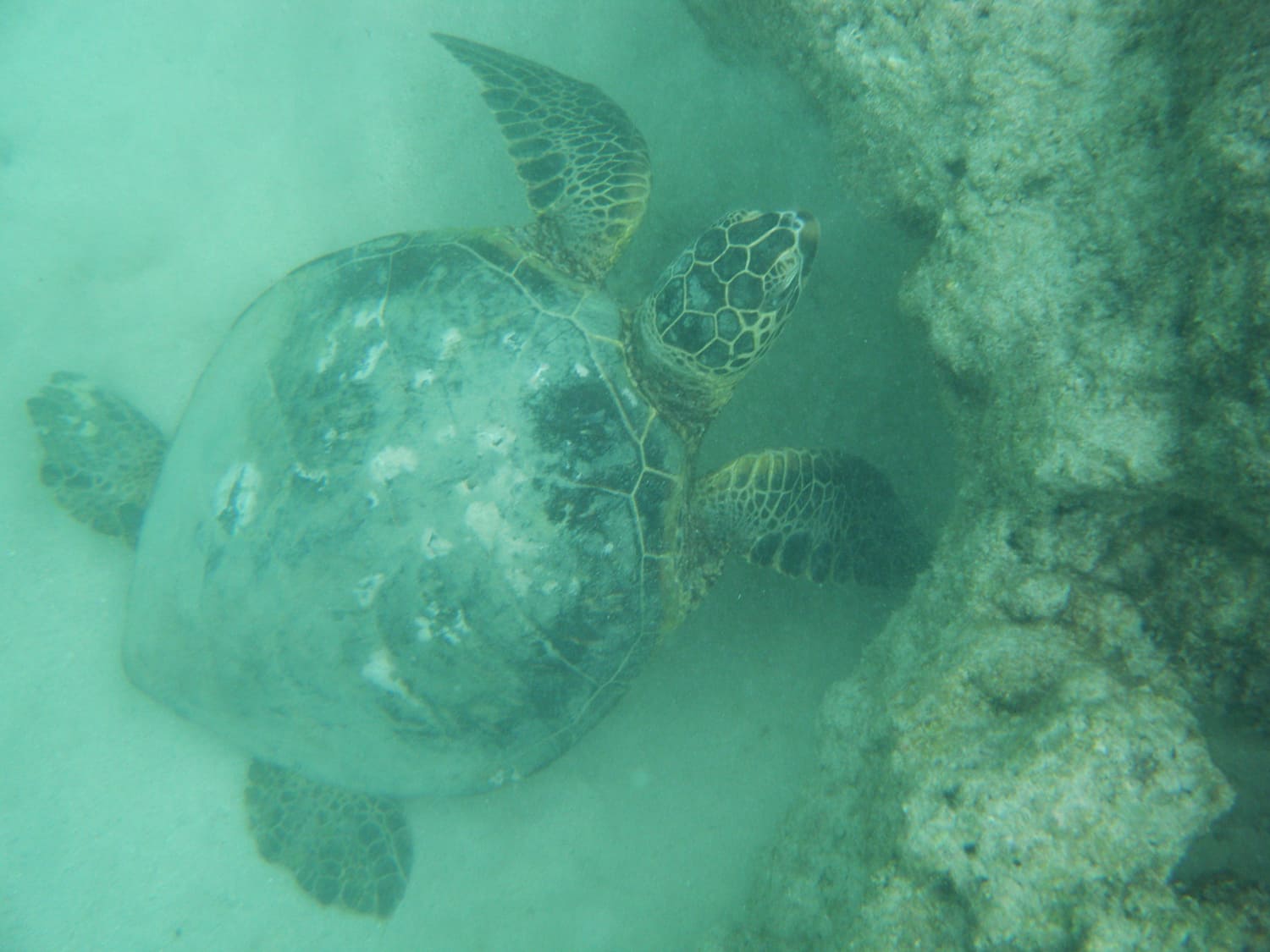 The Hawaiian Green Sea Turtle "Honu"