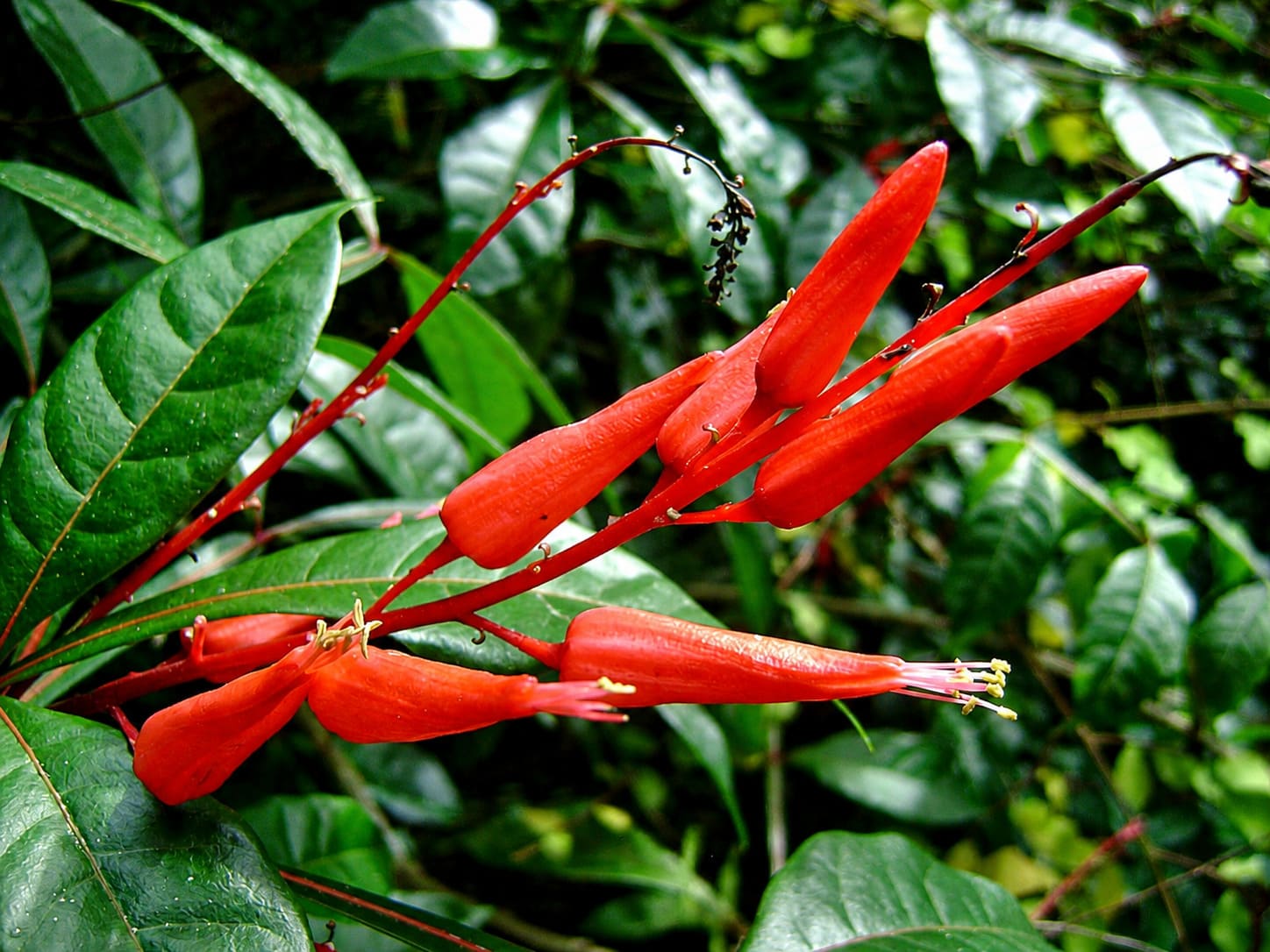Ho'omaluhia Botanical Garden