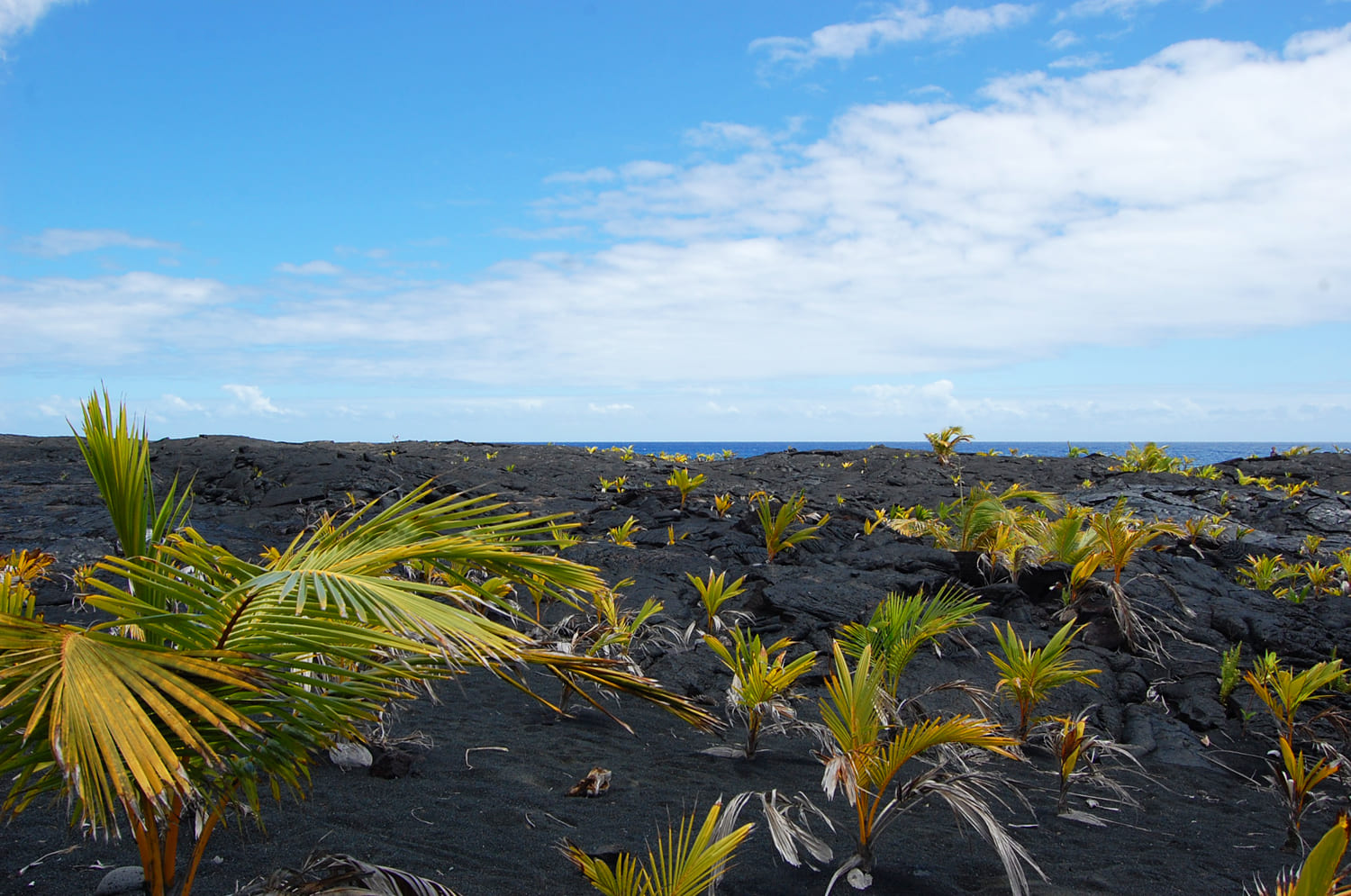Kalapana