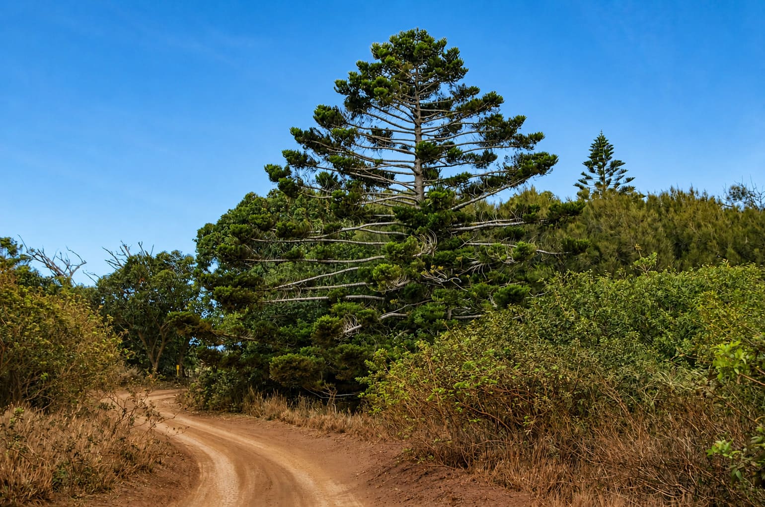 Kanepu'u Preserve