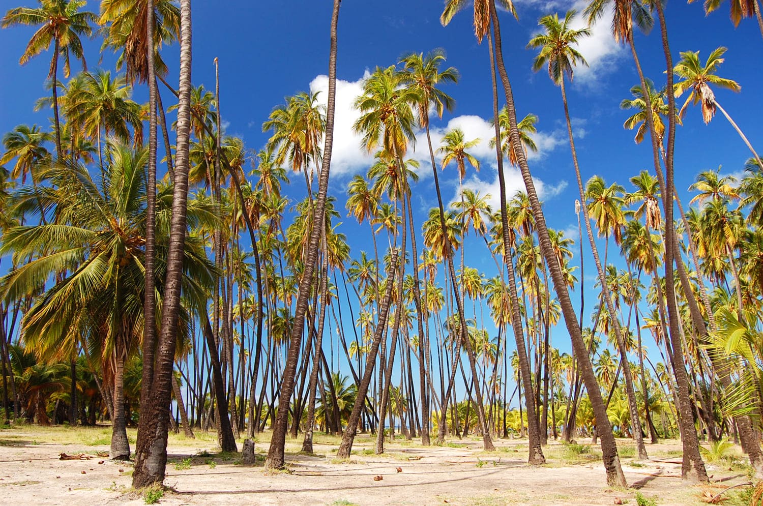 Kapuaiwa Grove