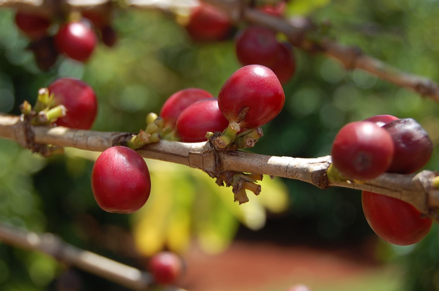 Kauai Coffee Company